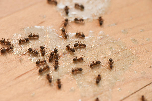 Best Local Pest Control Services  in Surrey, ND