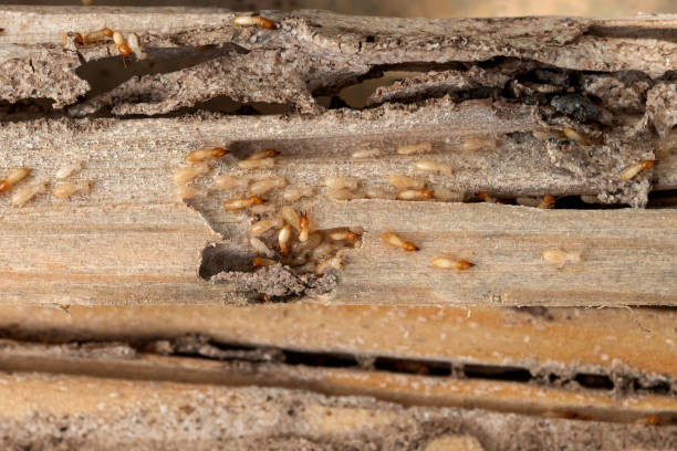 Best Residential Pest Control  in Surrey, ND